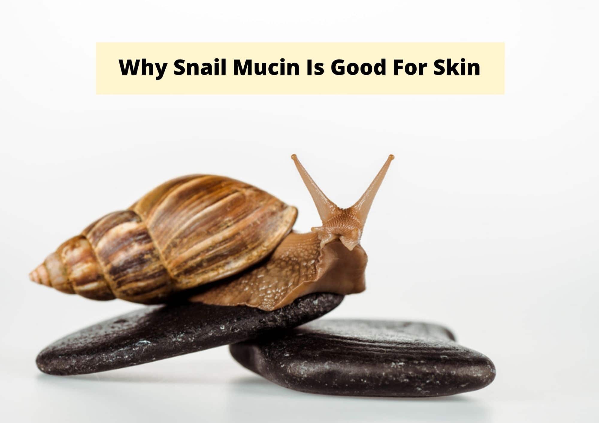 Why Snail Mucin Is Good For Skin