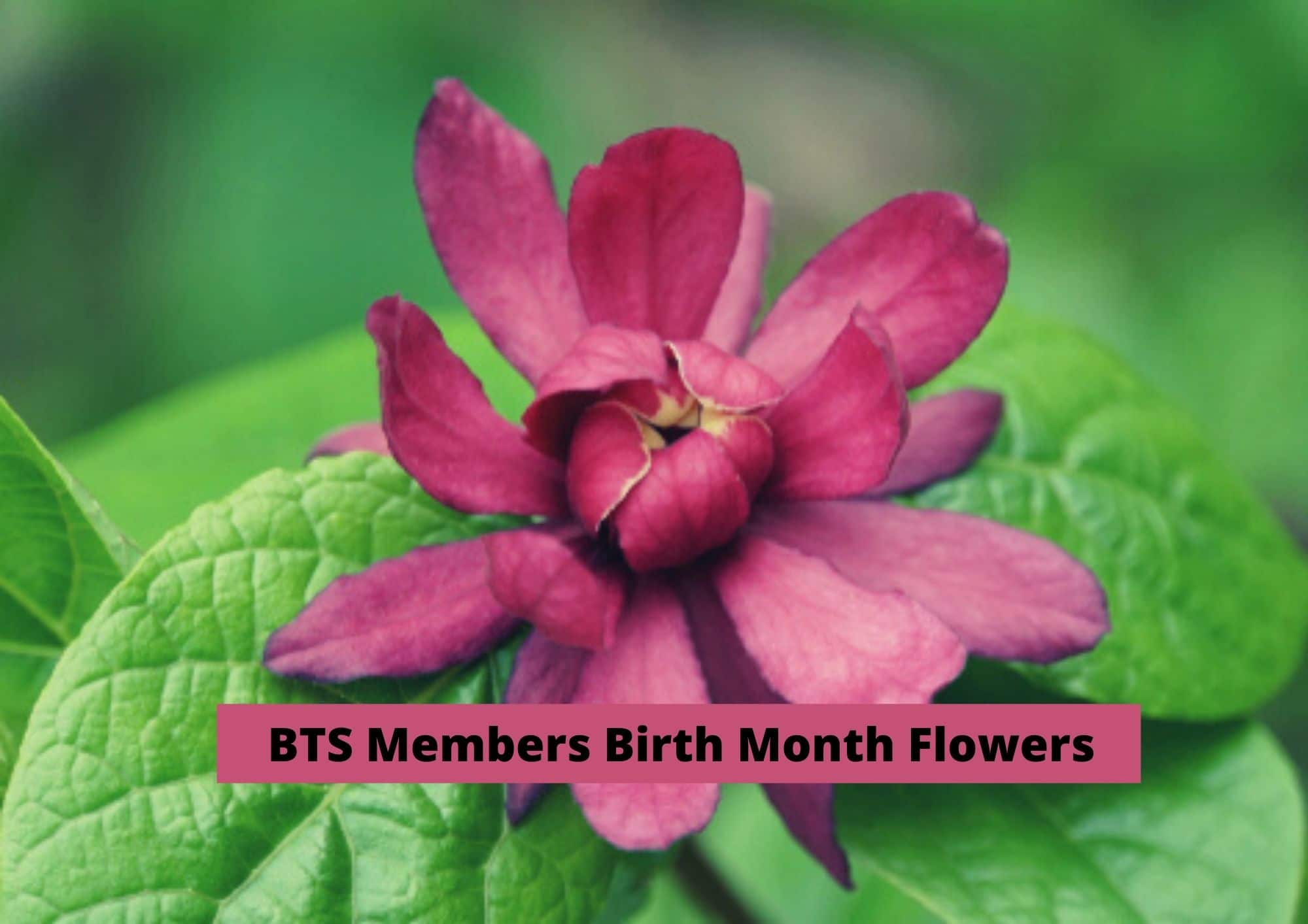 BTSメンバー誕生花