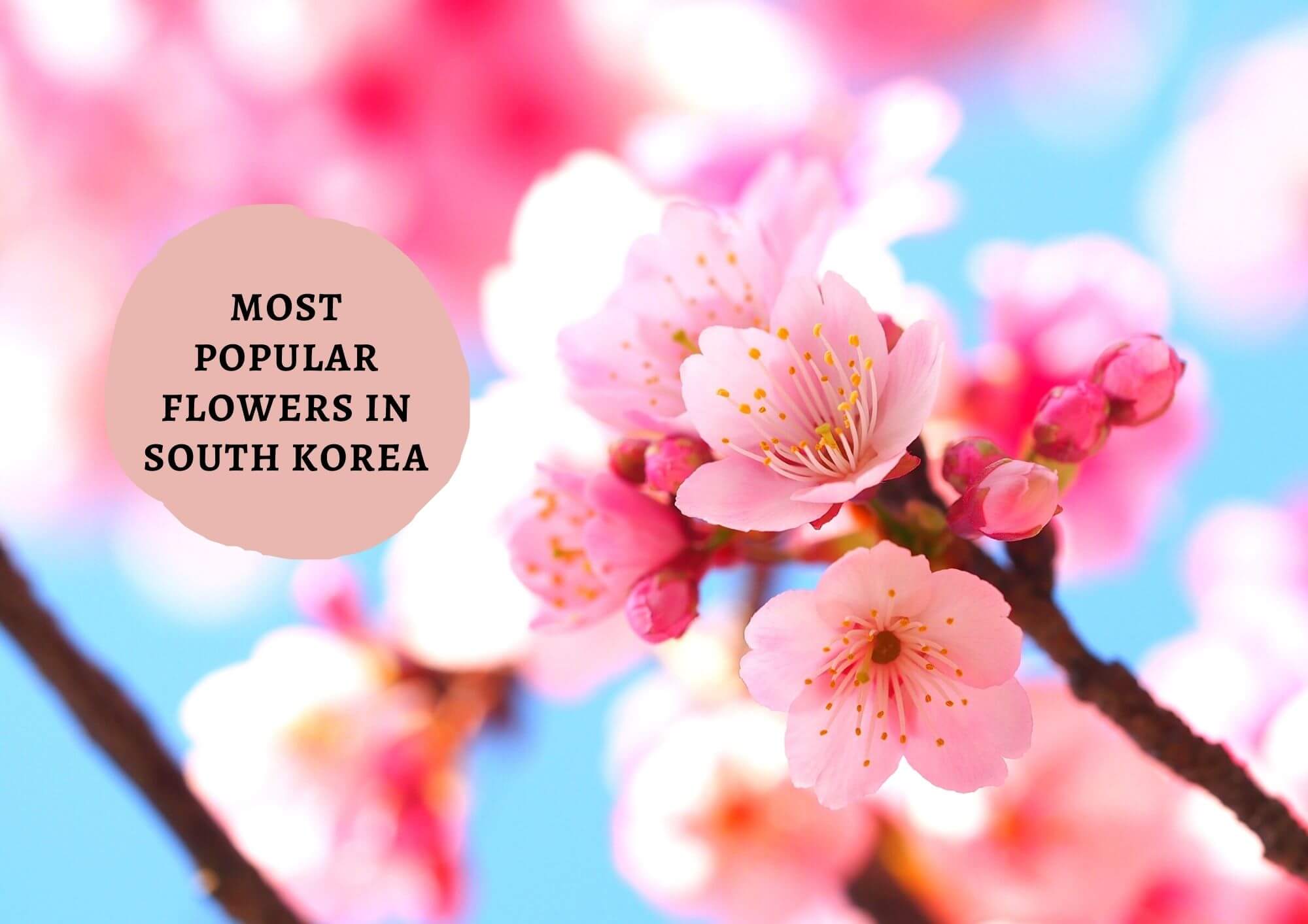 Popular flowers in Korea
