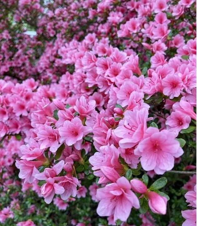 south korean flower