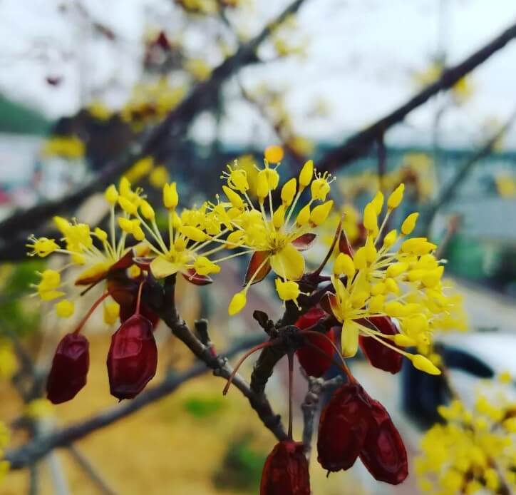 korean plants and flowers