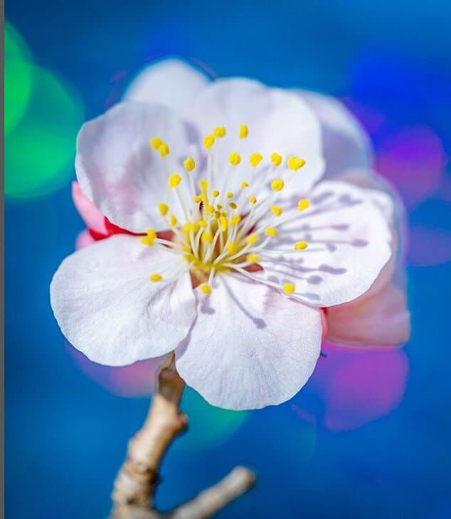 summer flowers in korea