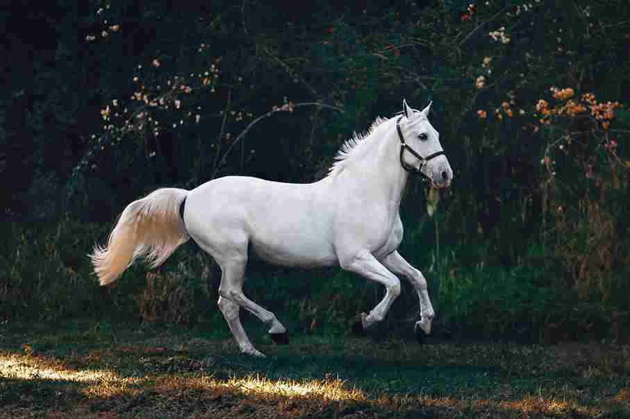 Korean zodiac horse