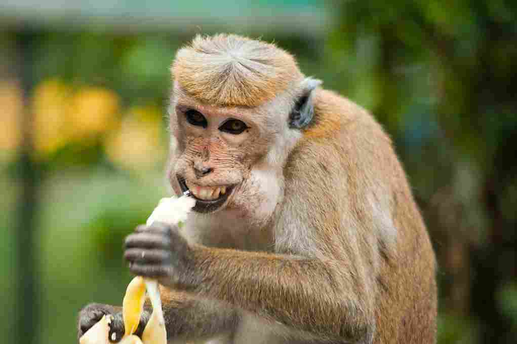 Korean zodiac monkey