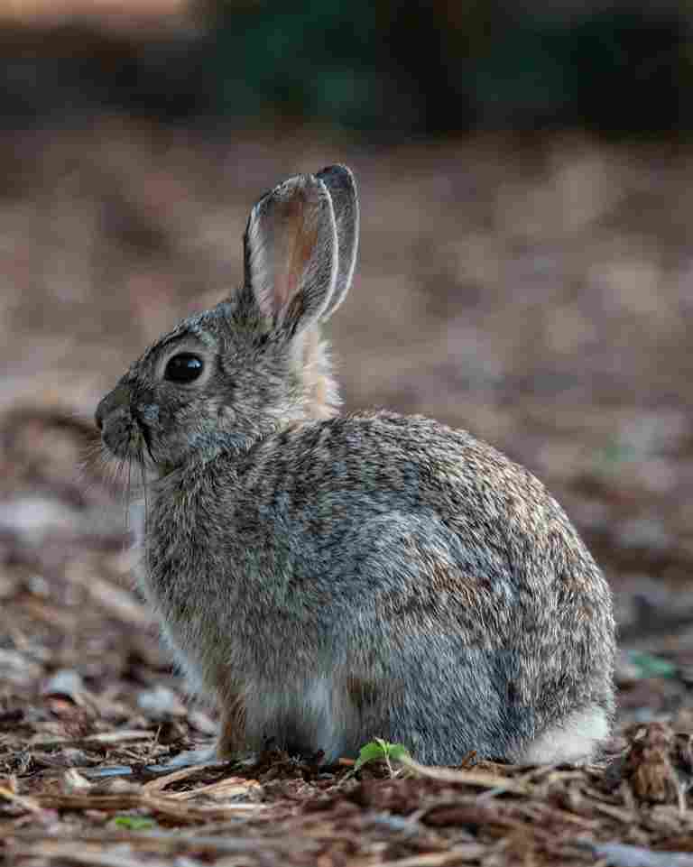Korean zodiac rabbit
