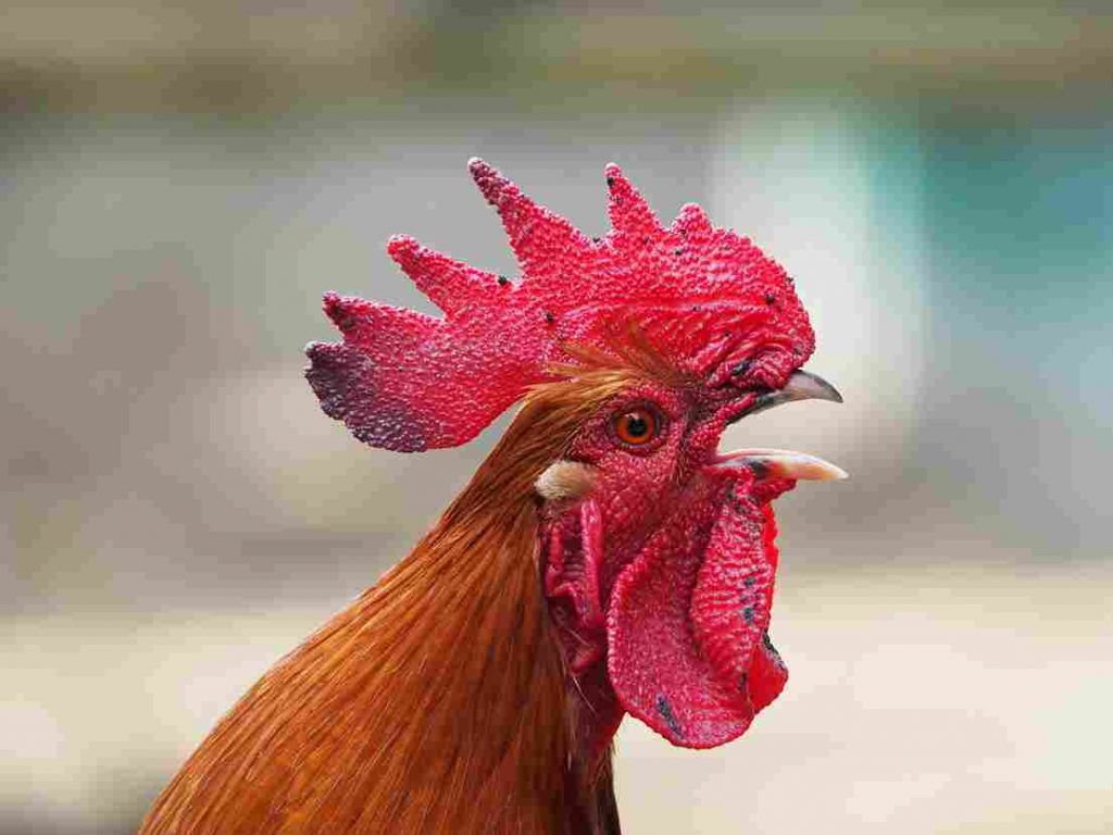 Korean zodiac rooster
