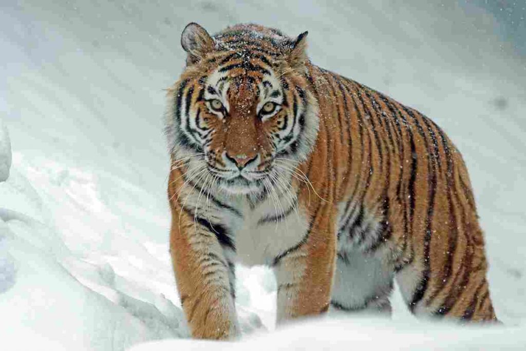 Korean zodiac tiger